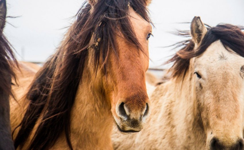 Догляд за конем Догляд за конем
