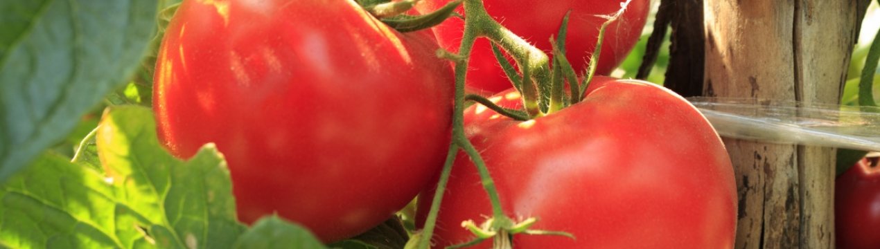 Сорт томату Розмарин F1: опис, посадка, особливості вирощування та догляду