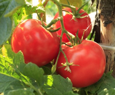 Сорт томату Розмарин F1: опис, посадка, особливості вирощування та догляду