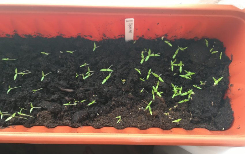 Сходи розсади томатів