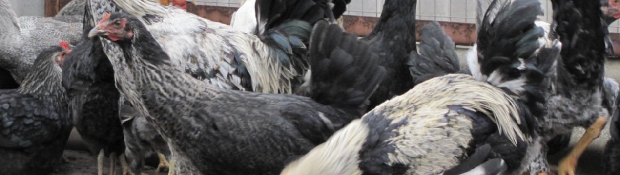 Юрловські голосисті кури: опис породи, зміст і правильний догляд