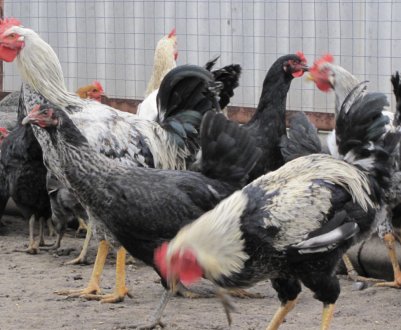 Юрловські голосисті кури: опис породи, зміст і правильний догляд