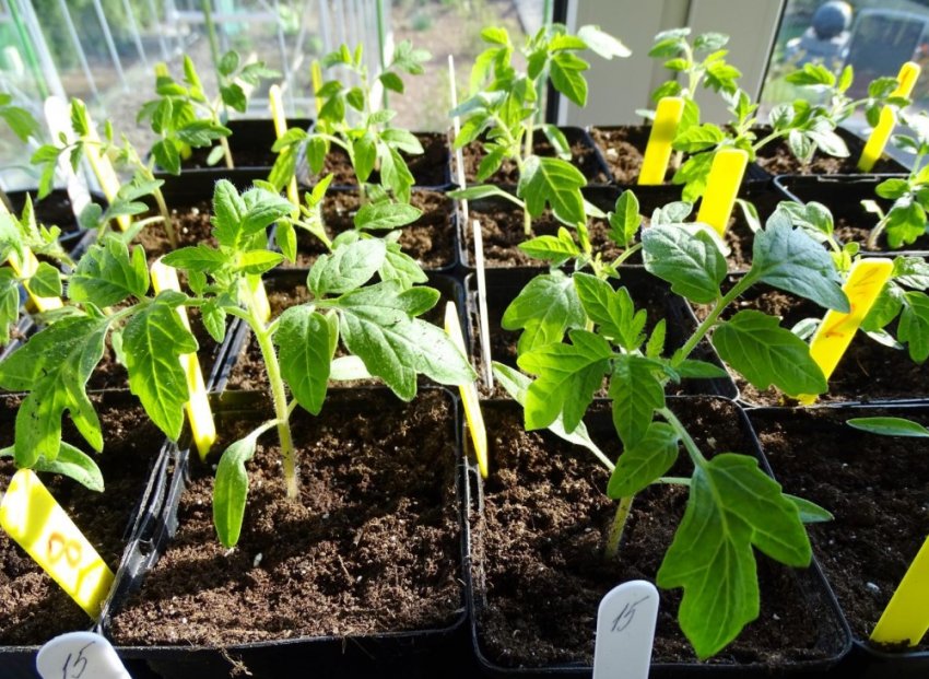 Загартовування розсади Загартовування розсади