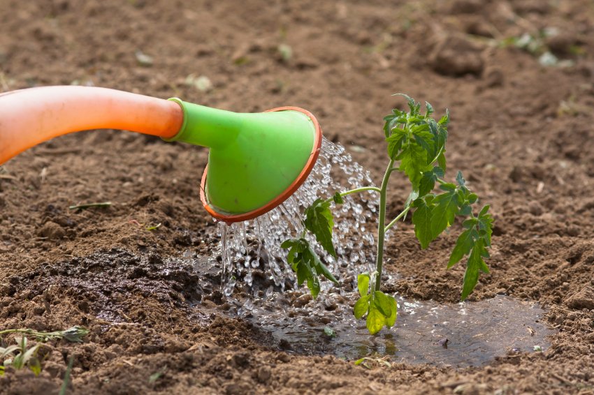 Полив томатів Полив томатів