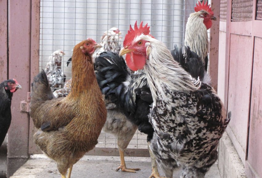 Юрловская порода курей