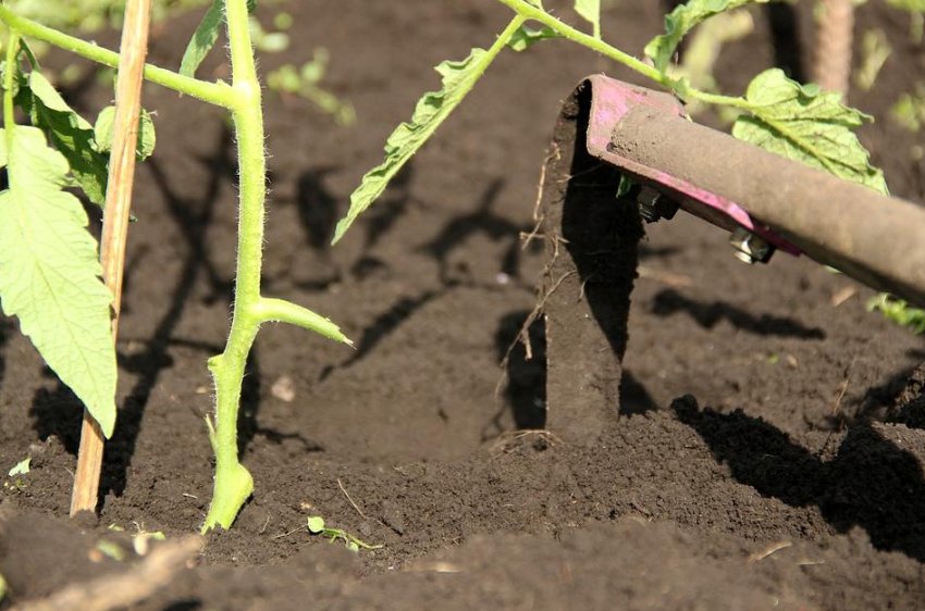 Розпушування томатів Розпушування томатів