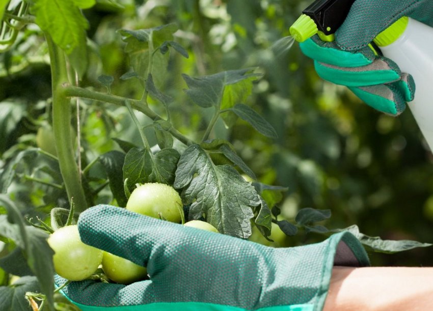 Профілактика хвороб і шкідників Профілактика хвороб і шкідників