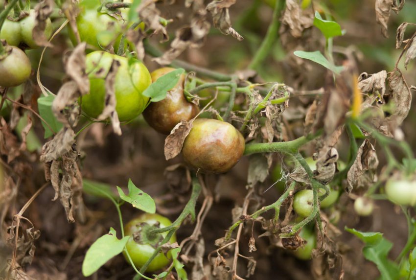 Фітофтороз томатів Фітофтороз томатів