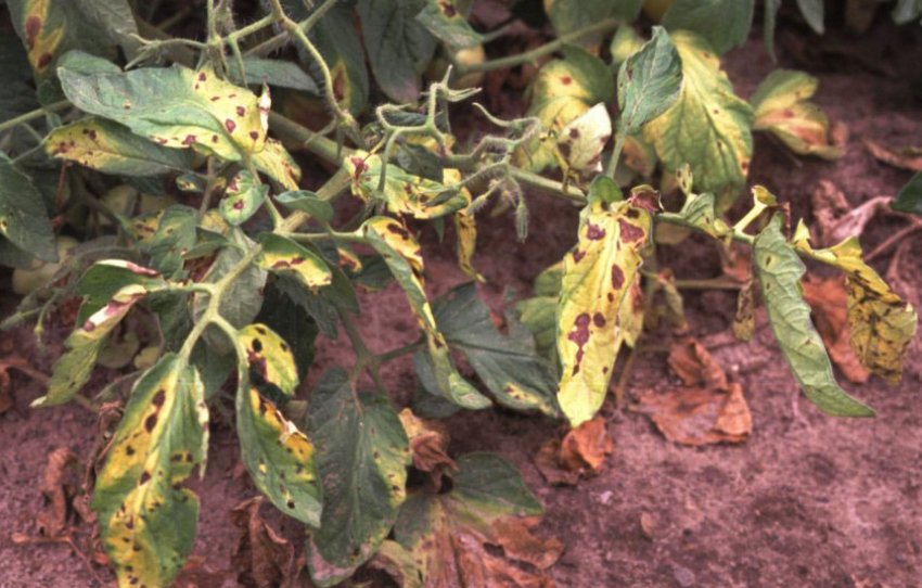 Суха плямистість томатів Суха плямистість томатів