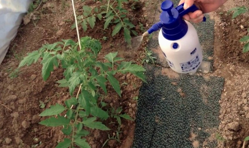 Обприскування томатів