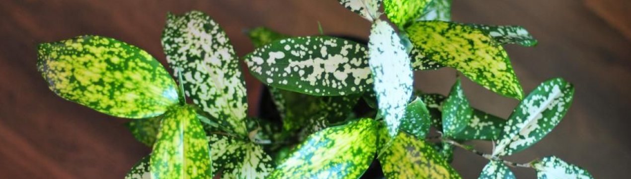 Драцена Годсефа: опис та вирощування в домашніх умовах