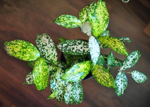 Драцена Годсефа: опис та вирощування в домашніх умовах