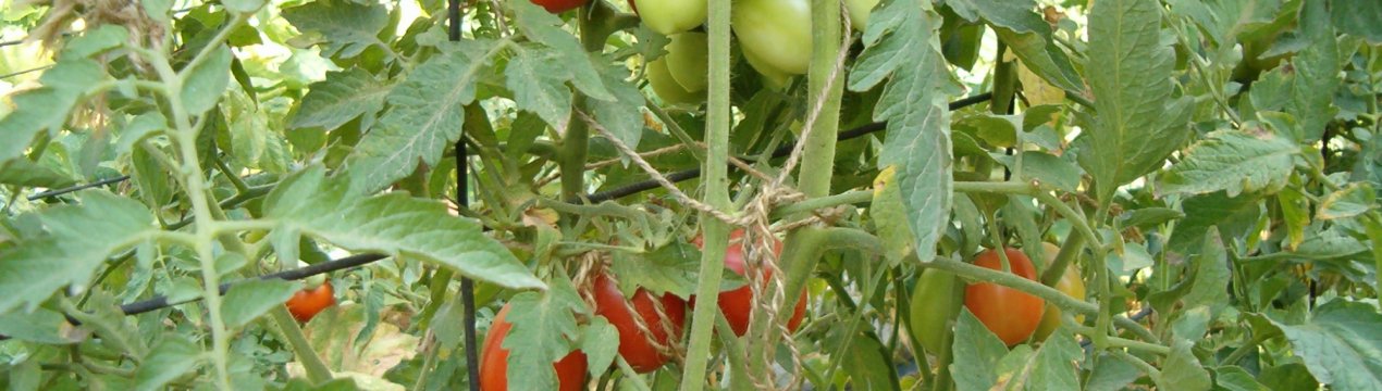 Томат «Король ринку»: характеристика та особливості вирощування сорту