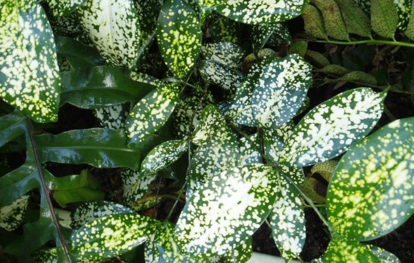 Драцена Годсефа Драцена Годсефа