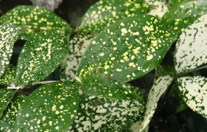 Полив драцени Годсефы Полив драцени Годсефы