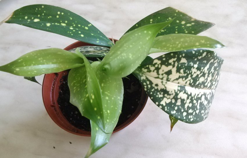 Драцена Годсефа Драцена Годсефа