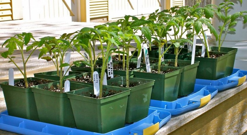 Загартовування розсади томатів Загартовування розсади томатів