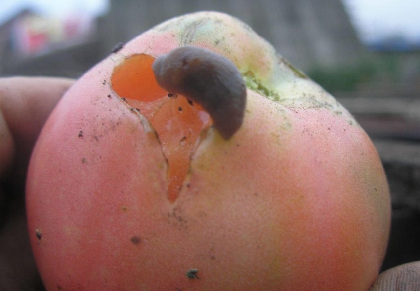 Сітчастий slug