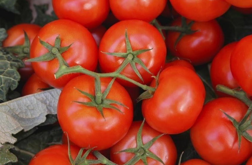 Томат Червона стріла Томат Червона стріла