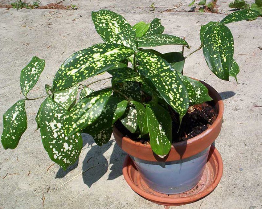 Драцена Годсефа Драцена Годсефа