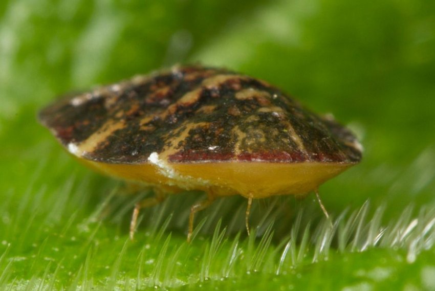 Щитівка Щитівка