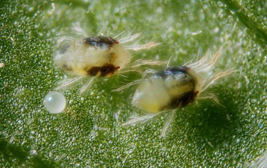 Павутинний кліщ Павутинний кліщ