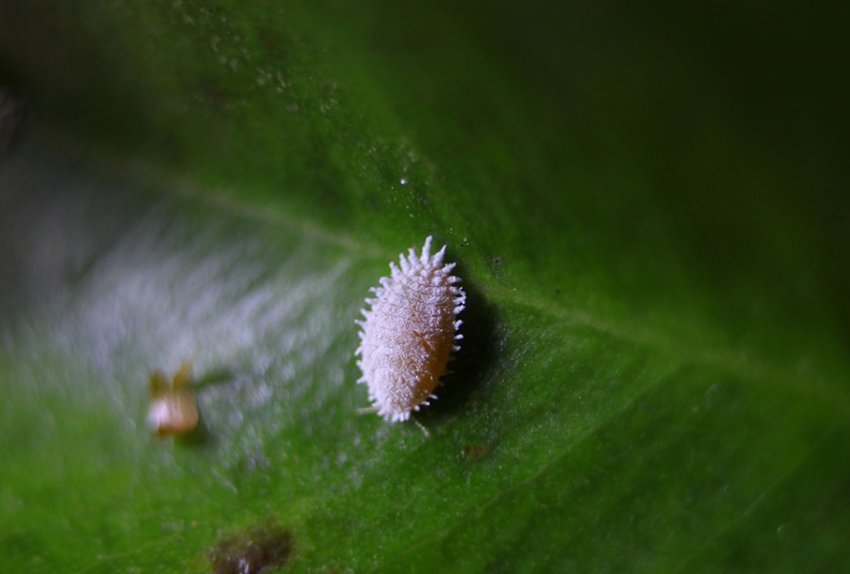Борошнистий червець Борошнистий червець