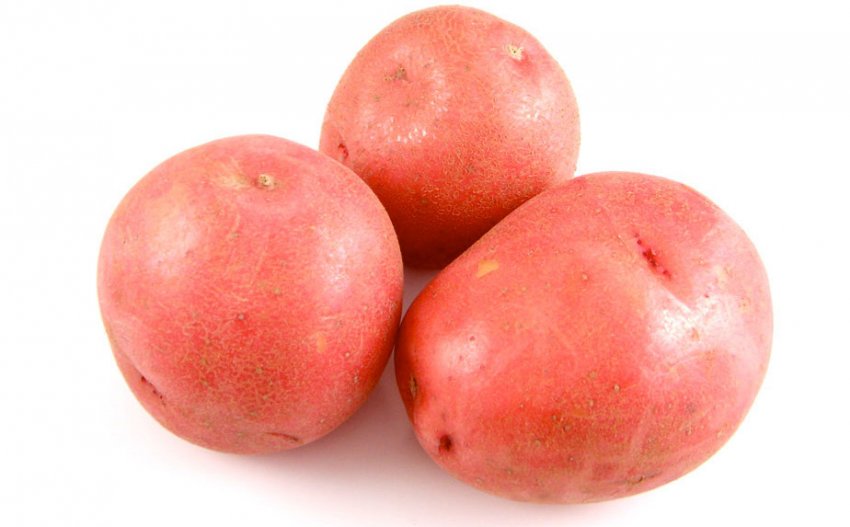 Картоплю сорту Красень