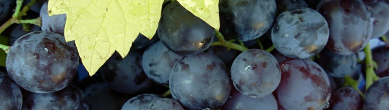 Сорт винограду Мускат гамбурзький