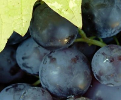 Сорт винограду Мускат гамбурзький