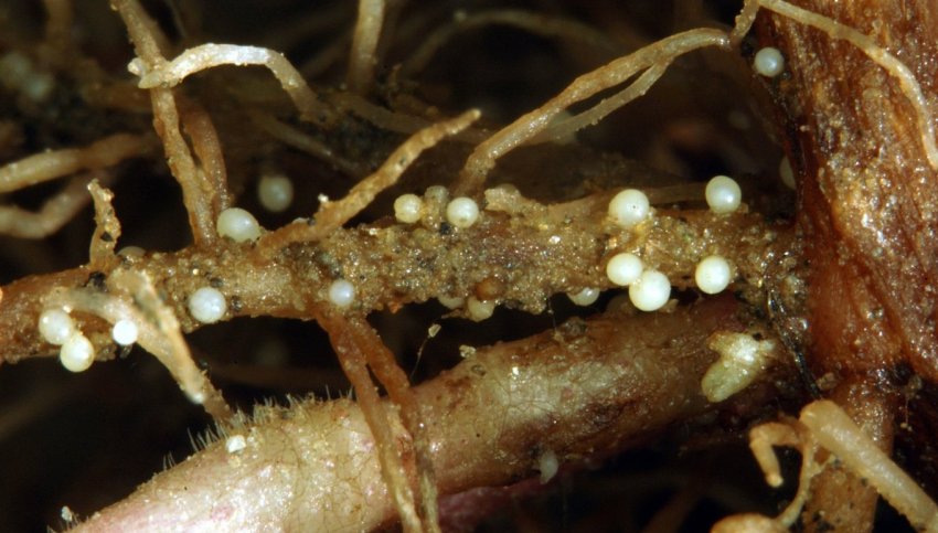 Нематода картоплі