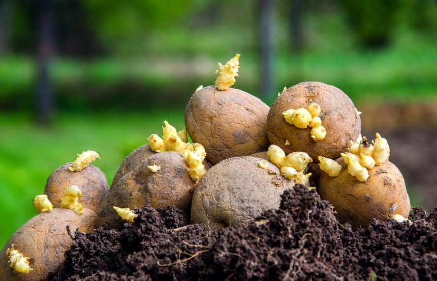 Картоплю для посадки Картоплю для посадки