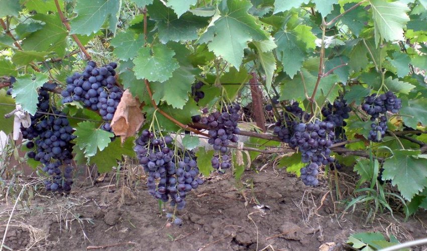 Мускатный Виноград Сорта Фото Отзывы