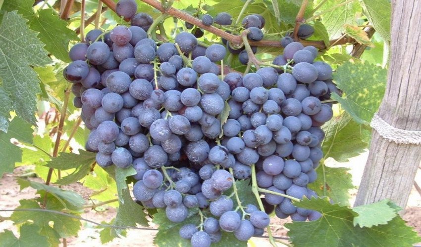 Виноград Мускат гамбурзький Виноград Мускат гамбурзький