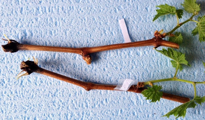 Живці винограду Живці винограду