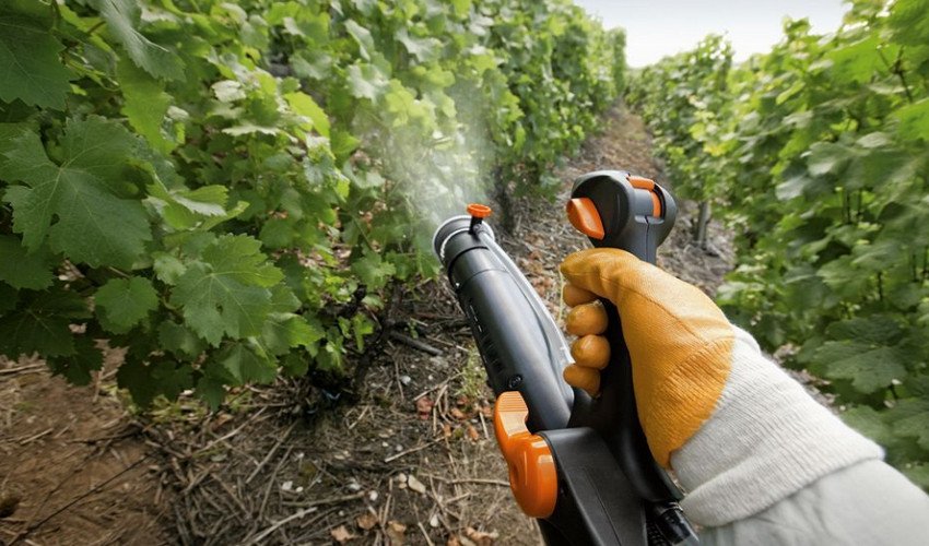 Обприскування винограду Обприскування винограду