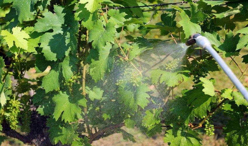 Обприскування винограду Обприскування винограду