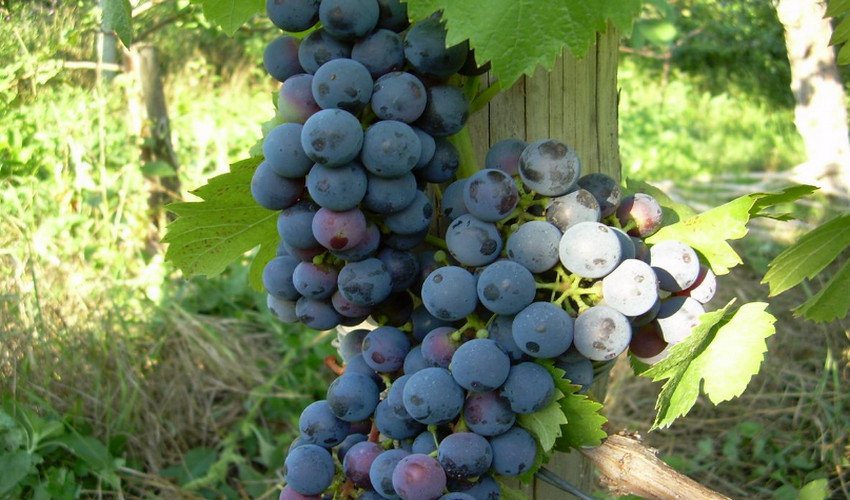 Виноград Мускат гамбурзький Виноград Мускат гамбурзький