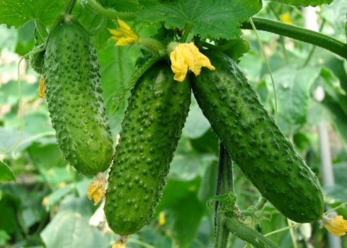 Як підв'язати огірки: кращі методи