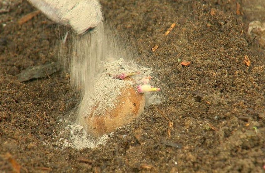 Добриво картоплі Добриво картоплі