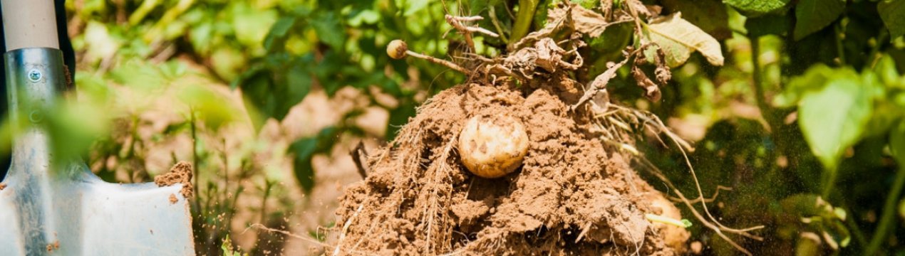 Рак картоплі: шляхи поширення та способи боротьби