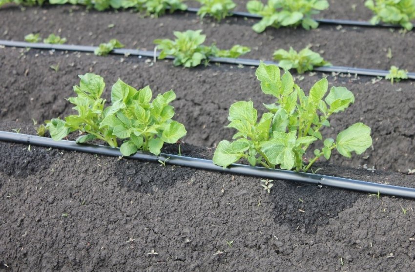 Крапельний полив картоплі Крапельний полив картоплі