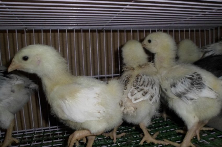 Юрловські курчата