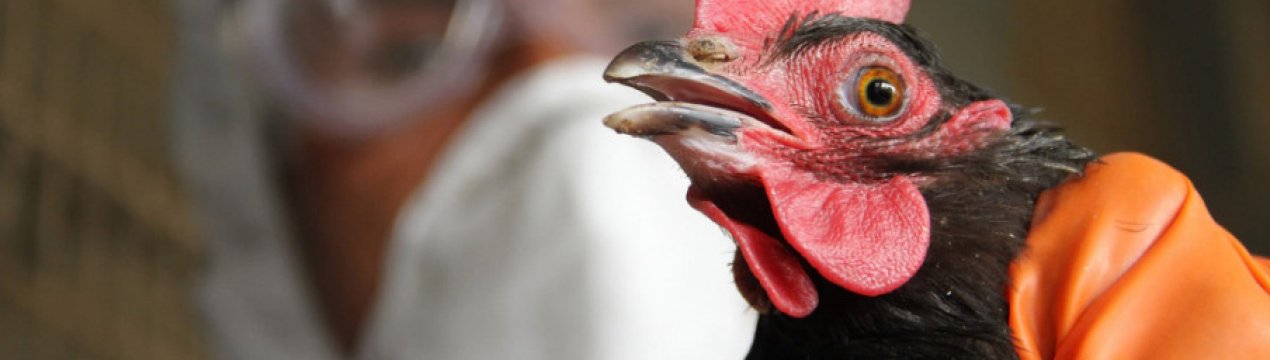 Як визначити і вилікувати пташиний грип у курей?
