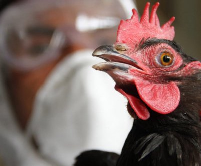 Як визначити і вилікувати пташиний грип у курей?