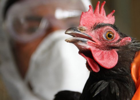 Як визначити і вилікувати пташиний грип у курей?