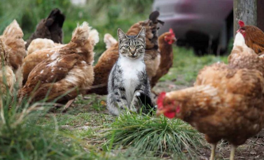 Кішка і курка