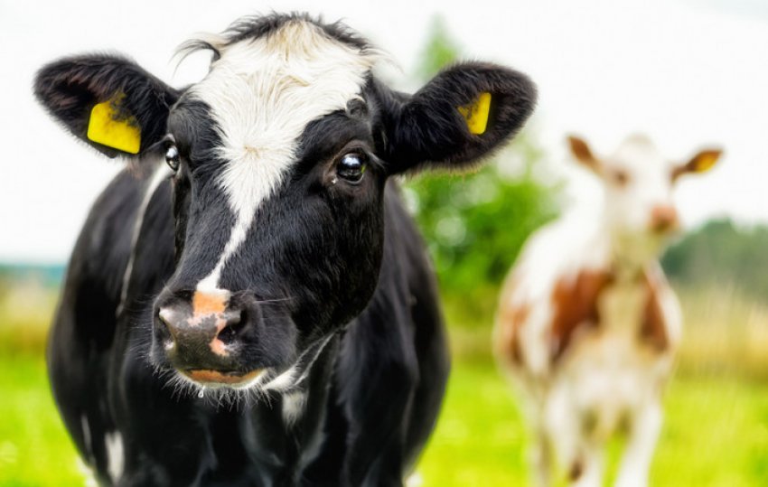 Можно ли пить молоко после прививки коровам бешенства thumbnail