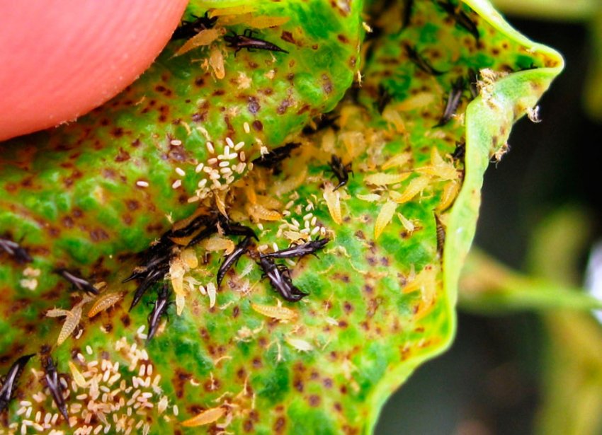 Трипси Трипси