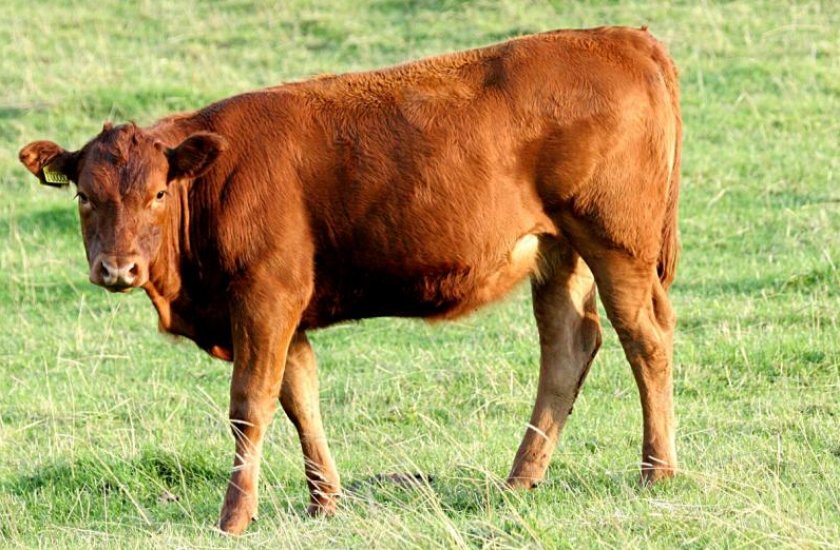 Йоркширский бык